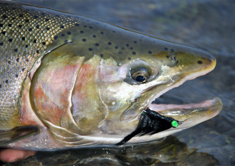 Steelhead - Two Handed Fish - The Fly Shop®